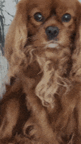 Cavalier Charles Kings Spaniel Bored Dog GIF - Cavalier Charles Kings Spaniel Bored Dog GIFs