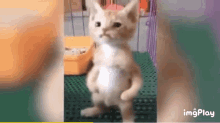 Doya Cat GIF - Doya Cat Ibaru GIFs