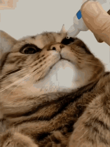 Ruocgiff Wink Cat GIF - Ruocgiff Wink Cat GIFs