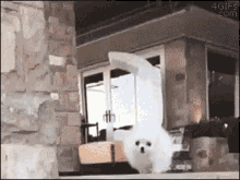 Dog Puppy GIF - Dog Puppy Stairs GIFs