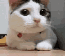 Nonono Cat GIF