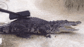 Cute Alligator GIF - Cute Alligator GIFs