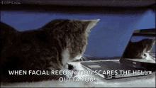 Facial Recognition Lil GIF - Facial Recognition Lil Bub GIFs