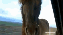Horse Thinks Your Car Mirror Is Delicious GIF - Horse Funny Eating GIFs