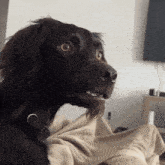 Funny Dog Starring GIF