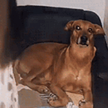 Julgando Cachorro GIF - Julgando Cachorro Caramelo GIFs