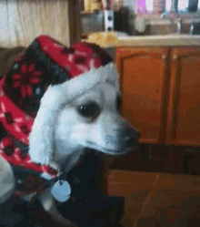 Chihuahua Funny Animals GIF - Chihuahua Funny Animals Dogs GIFs