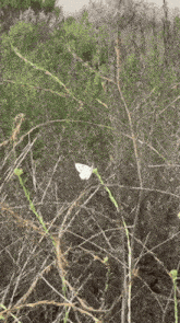 Checkered White Butterfly GIF - Checkered White Butterfly Crystal Cove State Park GIFs