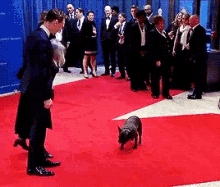Tom Hiddleston GIF - Tom Hiddleston Pug GIFs