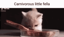 Cat Carnivore GIF - Cat Carnivore Little GIFs