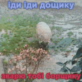 a picture of a pig in a field with the words " iди iди дощику " above it