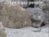 a cat is standing next to a rock with the words i see a gay people written on it .