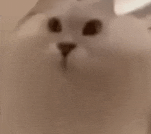 a close up of a white cat 's face behind a glass .