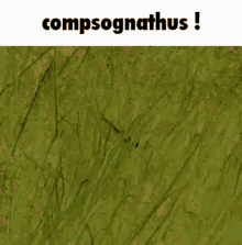 Compsognathus Jurassic World GIF - Compsognathus Jurassic World Jurassic World Evolution GIFs