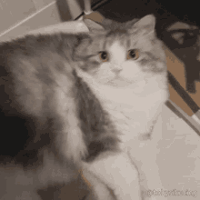Toby The Cat Toby Sikucing GIF - Toby The Cat Toby Sikucing Dance GIFs
