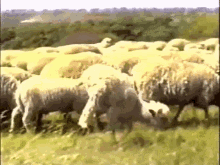 mouton moutons sheep