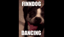 Finndog Dancing GIF - Finndog Dancing Dog GIFs