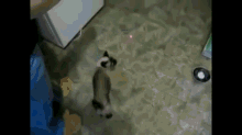 There'S No Where To Hide, Laser! GIF - Laser Cat Chase GIFs
