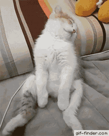 Cat Falling Asleep GIFs | Tenor