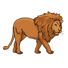 lion african lion