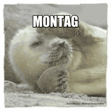Oh Nein, Montag GIF - Montag Seerobbe Oh Nein GIFs