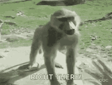 Monkey Butt GIF - Monkey Butt Slap GIFs