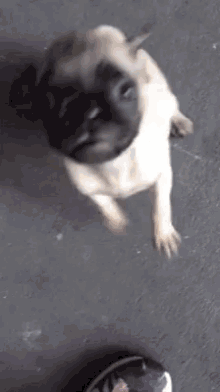 Pug Jumping GIF - Pug Jumping Dog GIFs
