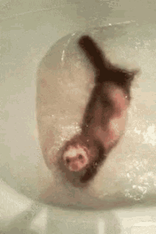 ferret swimming