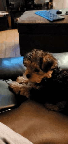 Dogs Tipsy GIF - Dogs Tipsy Yes GIFs