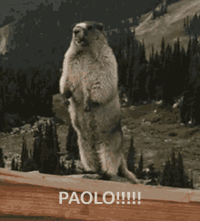 Paolo Pol GIF - Paolo Pol GIFs