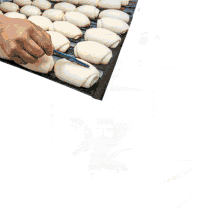 belarina wheat wheat flour p%C3%A3o congelado frozen dough