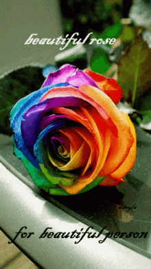 Rose Beautiful GIF - Rose Beautiful Colorful GIFs