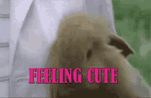 Feeling Cute Bunny GIF - Feeling Cute Bunny Cute GIFs