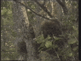 a person is hiding behind a tree in the woods