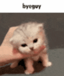 Byeguy Heyguy GIF - Byeguy Heyguy Cat GIFs