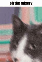 Oh The Misery Cat GIF - Oh The Misery Cat GIFs