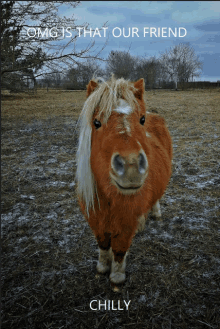 Chilly Horse GIF - Chilly Horse GIFs