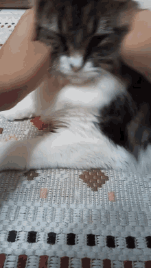 Vibing Cat Bambino GIF - Vibing Cat Bambino Vibing GIFs