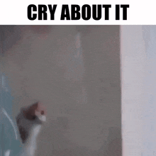 Zingus Cry GIF - Zingus Cry Cry About It GIFs