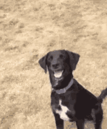 Dog Excited GIF - Dog Excited What GIFs