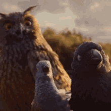 Crow Bird GIF - Crow Bird Owl GIFs