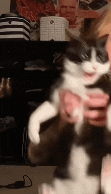a black and white cat is being held by someone