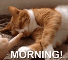 Morning Cat GIF - Good Morning Morning Cats GIFs