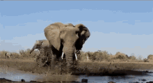 Puddle GIF - Elephant Puddle Play GIFs