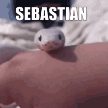 Sebastian Snake GIF
