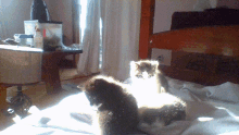 To Bright Sunlight Cute GIF - To Bright Sunlight Cute Cute Animals GIFs