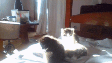 two kittens are laying on a bed with a lamp in the background