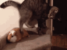 Cats Best Mates GIF - Cats Best Mates Animal Friendship GIFs