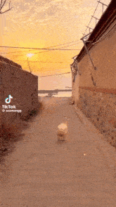Duck Moving GIF - Duck Moving GIFs