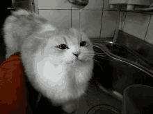 Endless Fountain GIF - Cat Animals Cat In The Sink GIFs